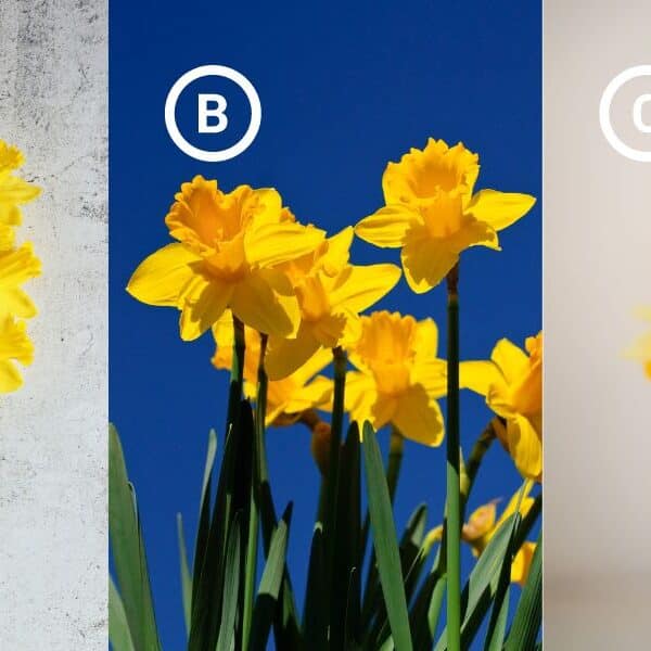 Personality test: Pick a daffodil and discover how you cope with failure and setbacks!